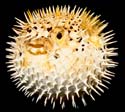 Pufferfish